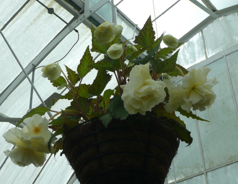 B. ‘Ivory White’